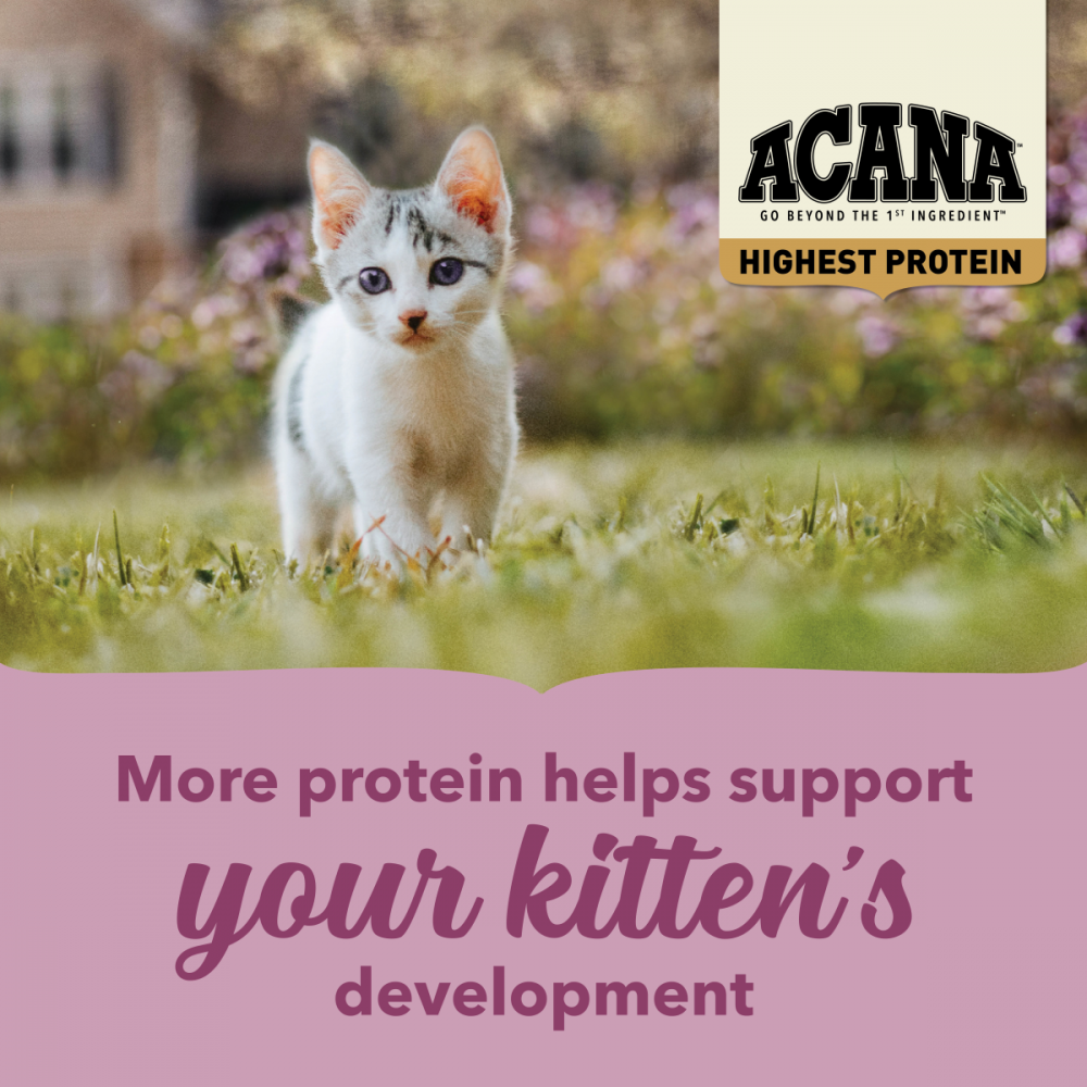 
                  
                    ACANA Highest Protein Dry Food for Kittens
                  
                