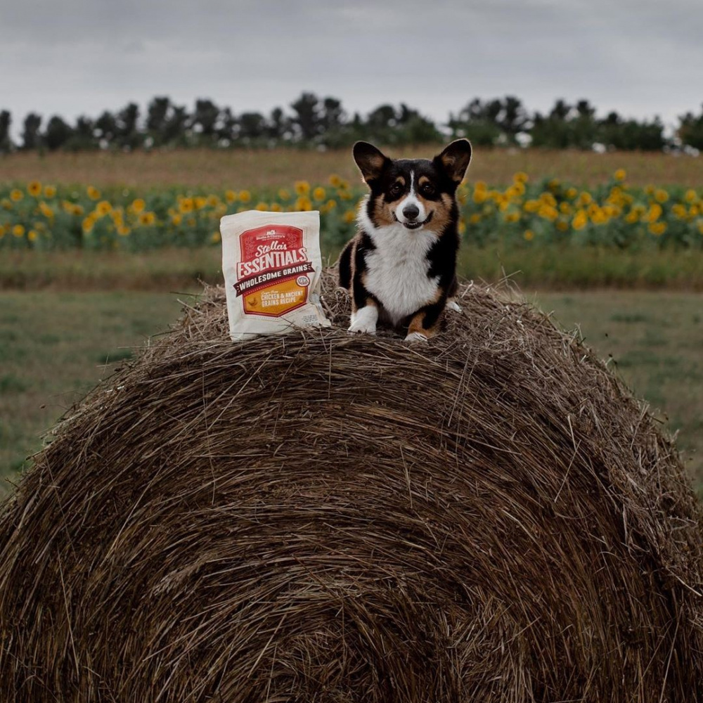 
                  
                    Stella & Chewy's Stella's Essentials Kibble Cage Free Chicken & Wholesome Grains Recipe Dry Dog Food
                  
                