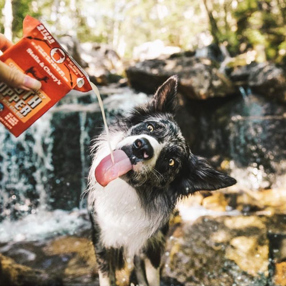 
                  
                    Stella & Chewy's Cage Free Chicken Broth Food Topper for Dogs
                  
                