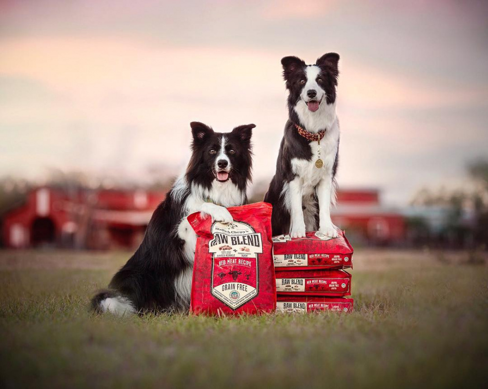 
                  
                    Stella & Chewy's Raw Blend Kibble Red Meat Recipe Small Breed Dry Dog Food
                  
                