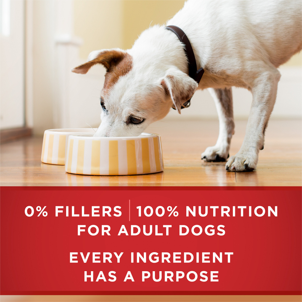 
                  
                    Purina One Wholesome Beef & Brown Rice Entree Canned Dog Food
                  
                