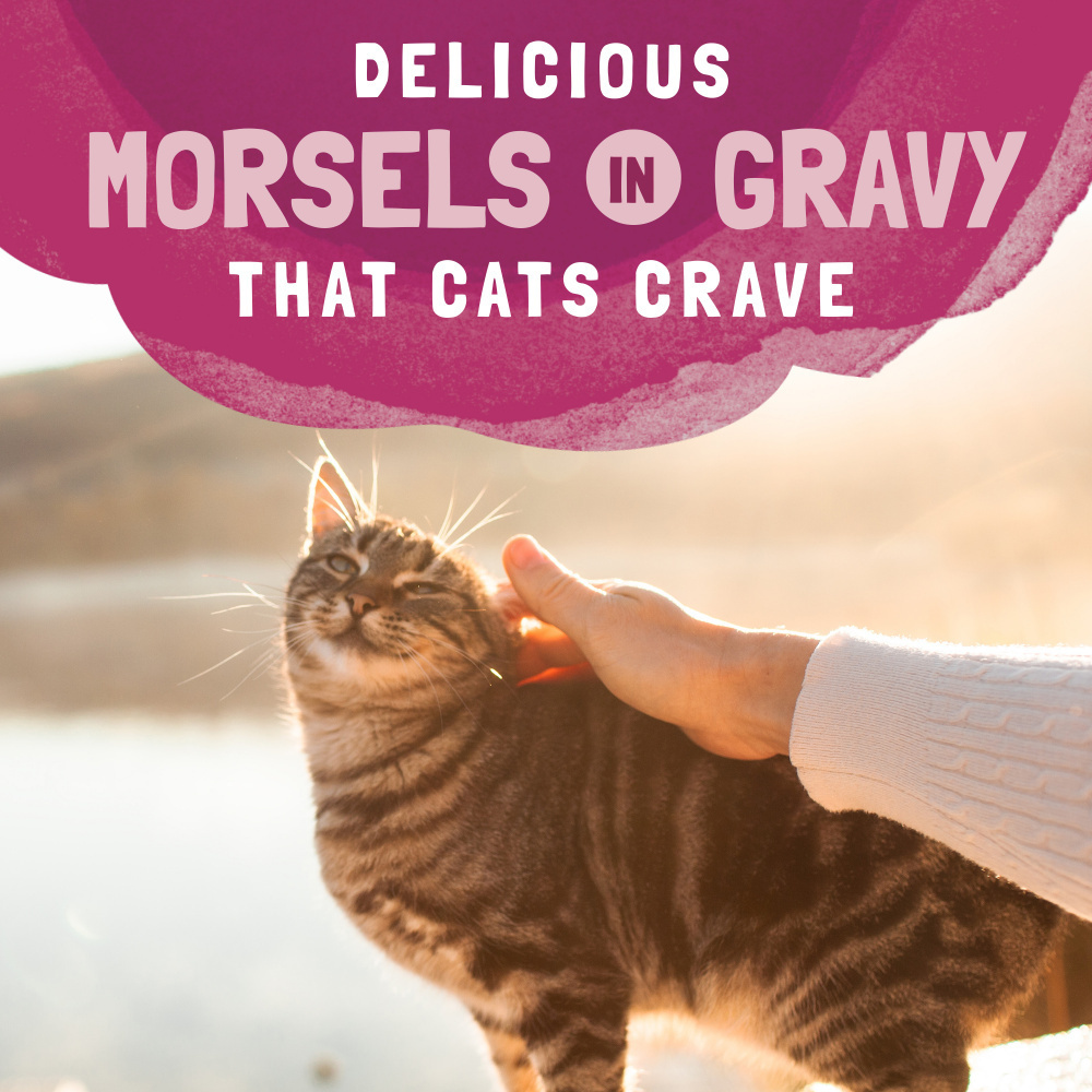 
                  
                    Natural Balance Original Ultra Platefulls Turkey, Salmon & Chicken Recipe Morsels in Gravy Wet Cat Food Pouches
                  
                