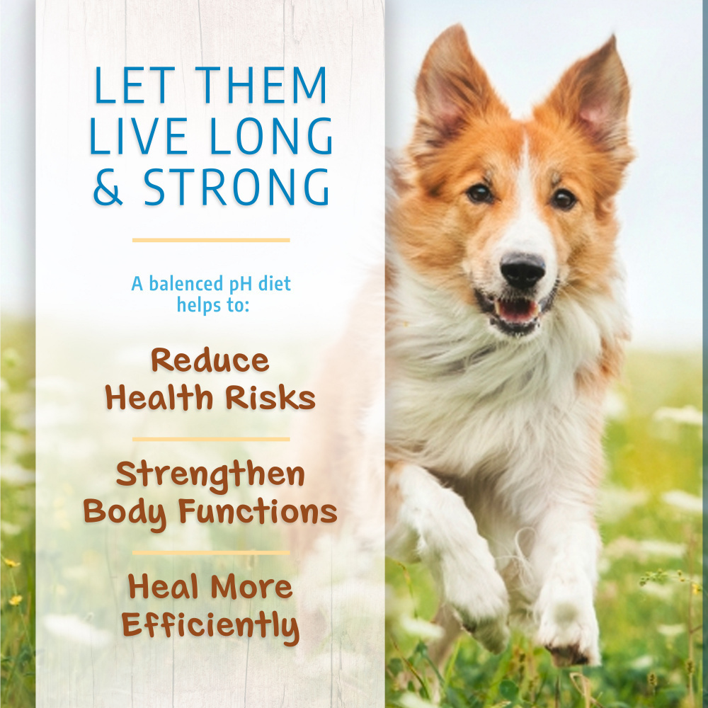 
                  
                    Canine Caviar Open Meadow Alkaline Holistic Entree Dry Dog Food
                  
                