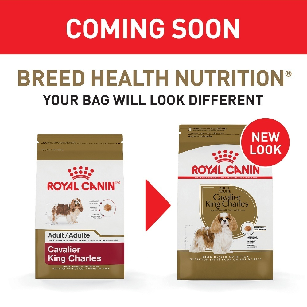 
                  
                    Royal Canin Adult Cavalier King Charles Spaniel Dry Dog Food
                  
                