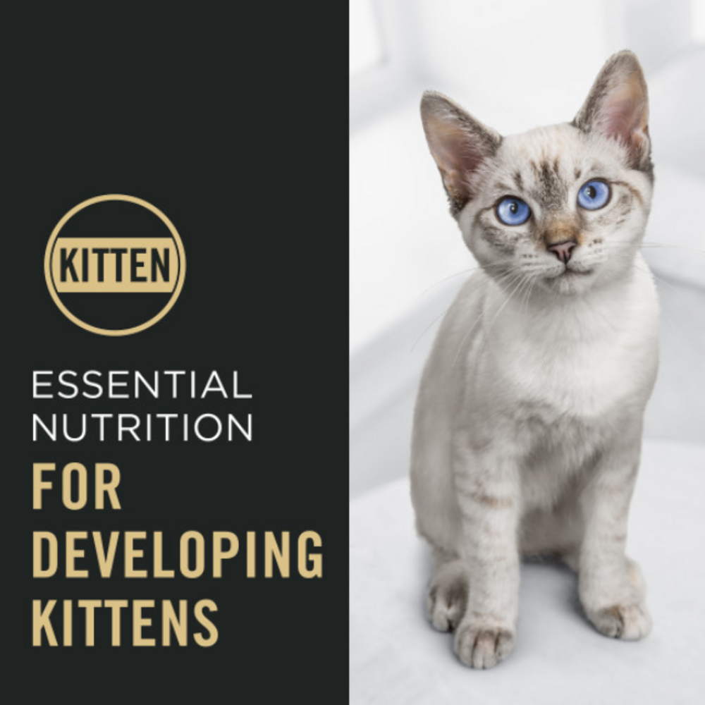 
                  
                    ProPlan Complete Essentials Chicken and Rice Kitten Food
                  
                