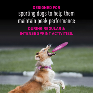 Eukanuba Premium Performance 21/13 Sprint Dry Dog Food