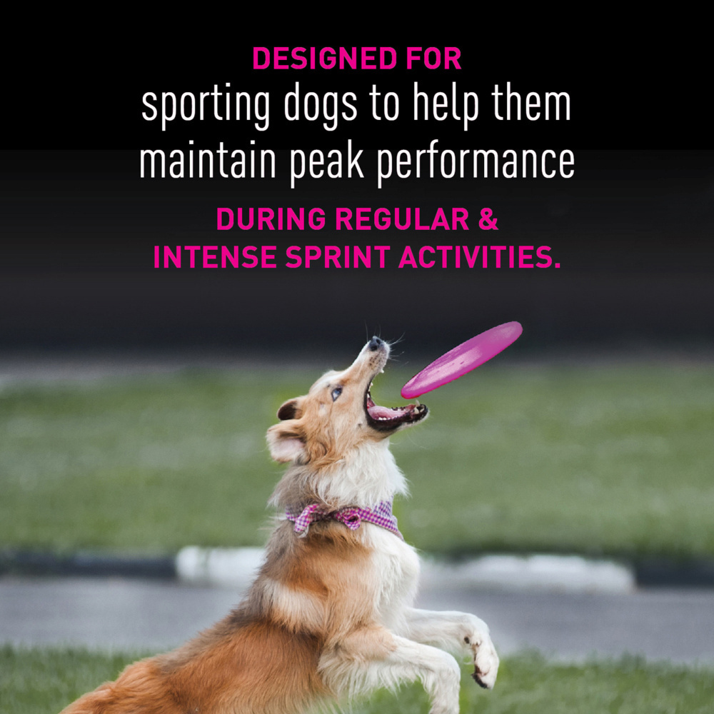 
                  
                    Eukanuba Premium Performance 21/13 Sprint Dry Dog Food
                  
                