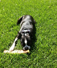 Load image into Gallery viewer, Nature&#39;s Own USA Smoked Jumbo Rib for Dogs