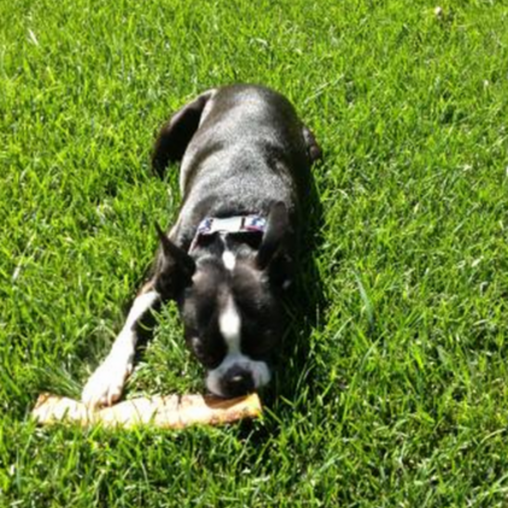 
                  
                    Nature's Own USA Smoked Jumbo Rib for Dogs
                  
                