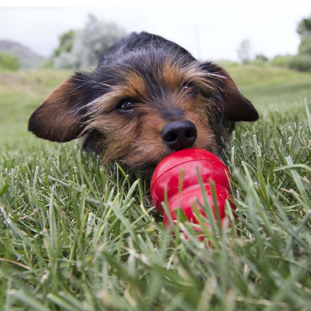 
                  
                    KONG Peanut Butter Easy Treat for Dogs
                  
                