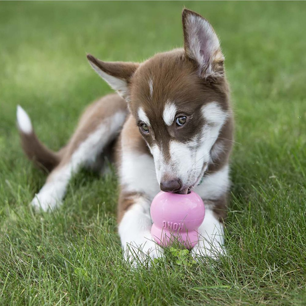 
                  
                    KONG Puppy Easy Treat
                  
                