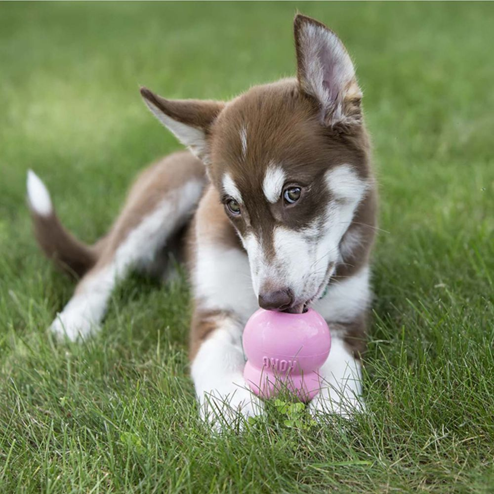
                  
                    Kong Puppy Easy Treat
                  
                