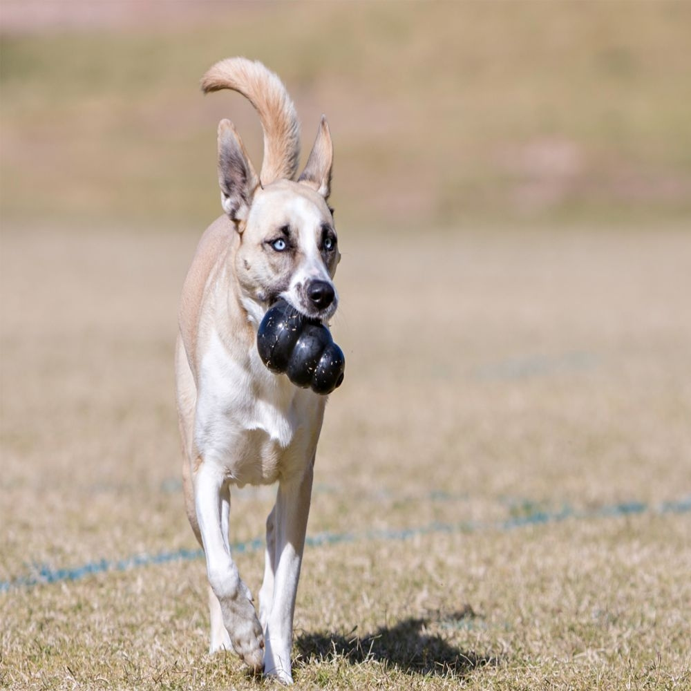 
                  
                    KONG Extreme Dog Toy
                  
                