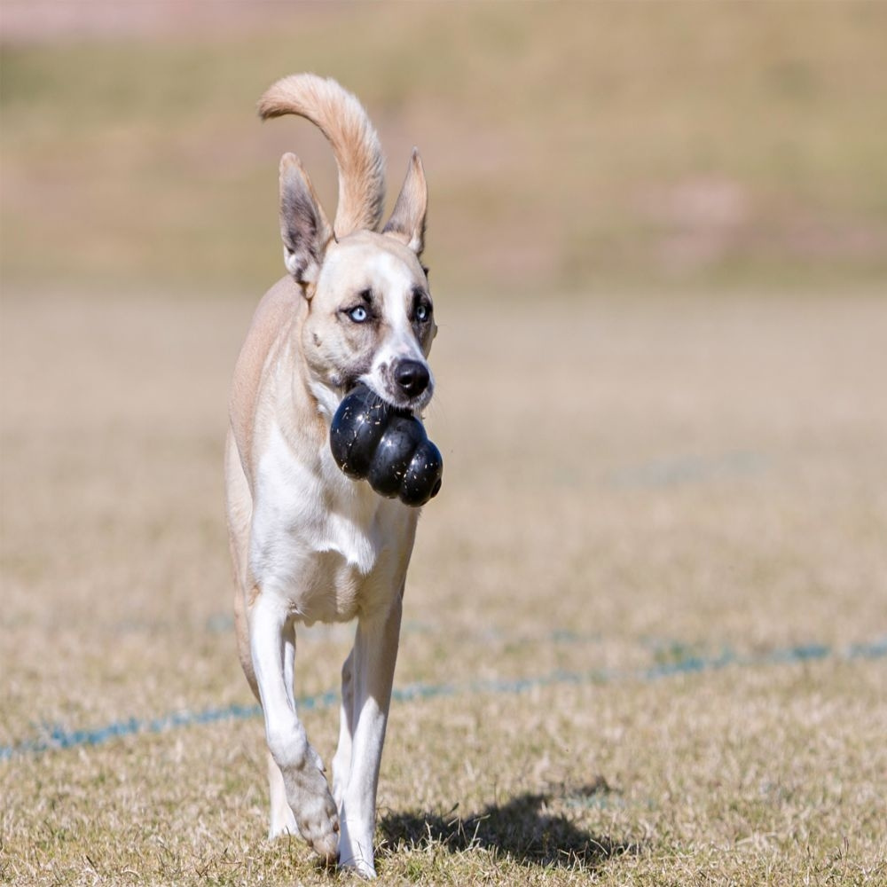
                  
                    Kong Extreme Dog Toy
                  
                