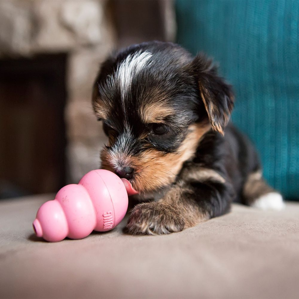 
                  
                    KONG Puppy Toy
                  
                