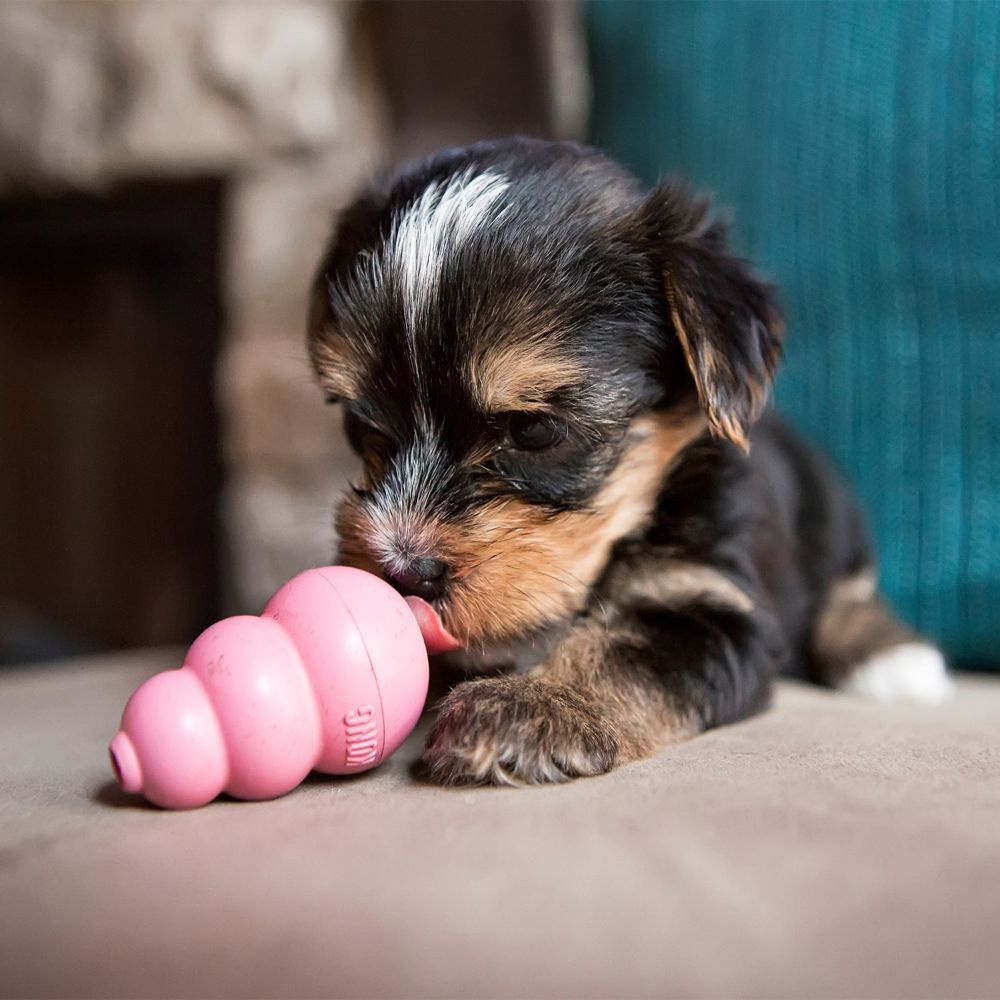 
                  
                    Kong Puppy Toy
                  
                