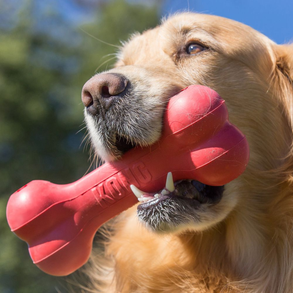 
                  
                    KONG Goodie Bone Dog Toy
                  
                