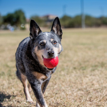 Load image into Gallery viewer, KONG Ball Dog Toy