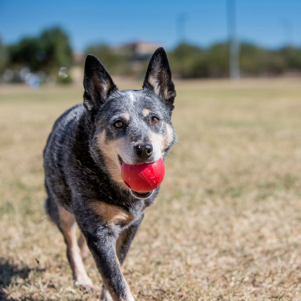 
                  
                    KONG Ball Dog Toy
                  
                