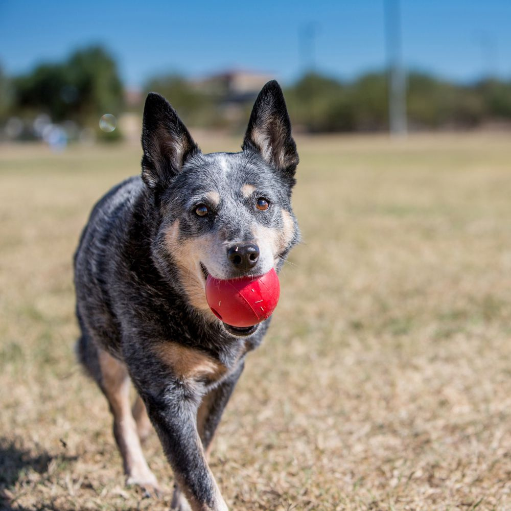 
                  
                    Kong Ball Dog Toy
                  
                