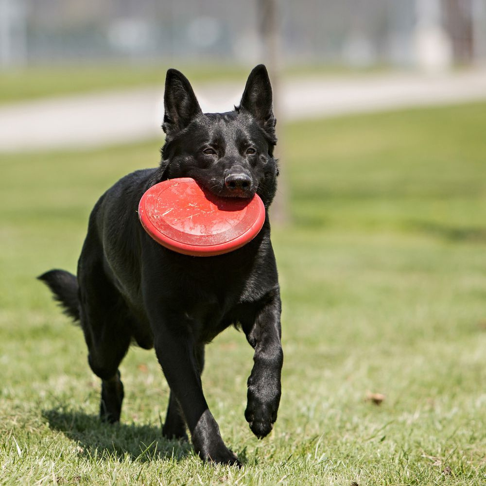 
                  
                    KONG Flyer Dog Toy
                  
                