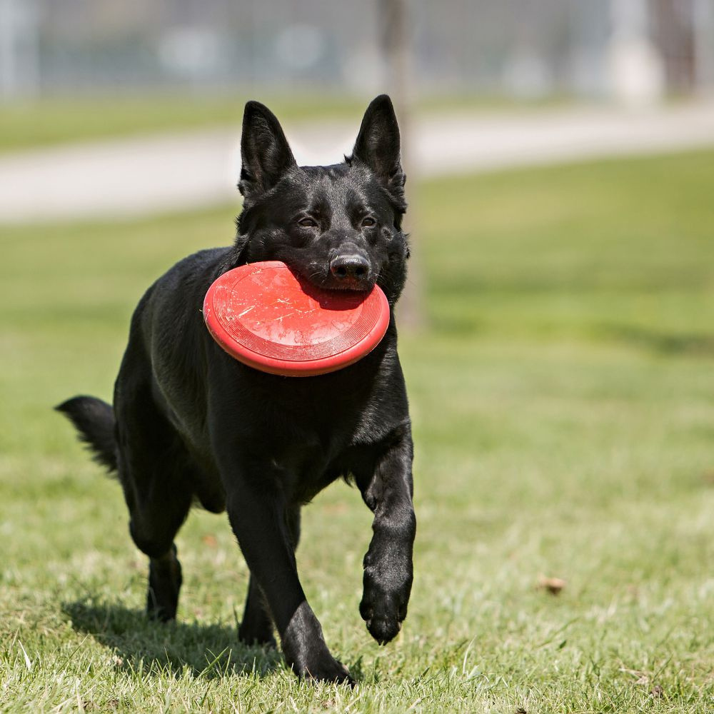 
                  
                    Kong Flyer Dog Toy
                  
                