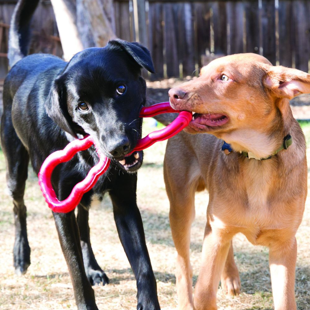 
                  
                    KONG Tug Dog Toy
                  
                