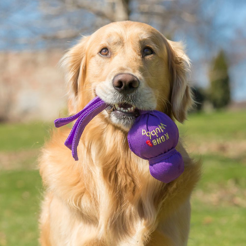 
                  
                    KONG Wubba Classic Dog Toy
                  
                