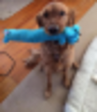 Load image into Gallery viewer, MultiPet Loofa Dog Toy