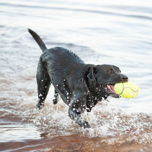 Load image into Gallery viewer, KONG AirDog Squeaker Football Dog Toy