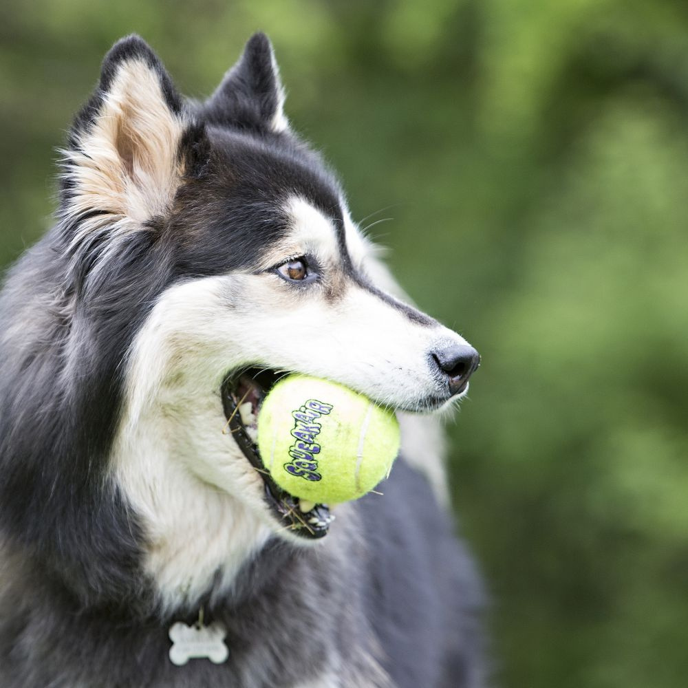 
                  
                    KONG AirDog Squeakair Ball Dog Toy
                  
                