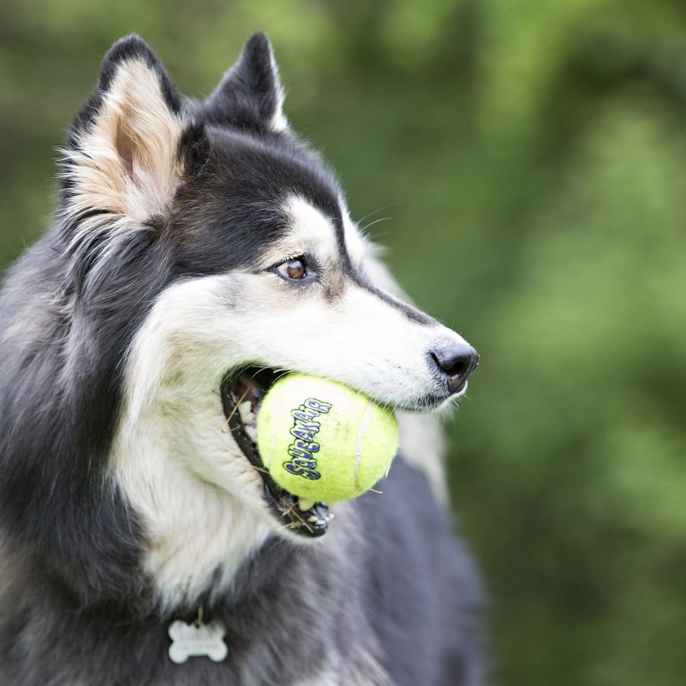 Kong AirDog Squeakair Ball Dog Toy