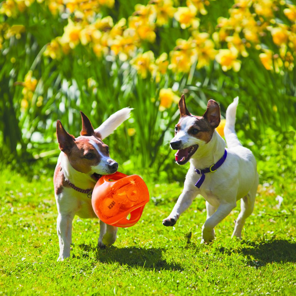 
                  
                    KONG Jumbler Ball Dog Toy
                  
                