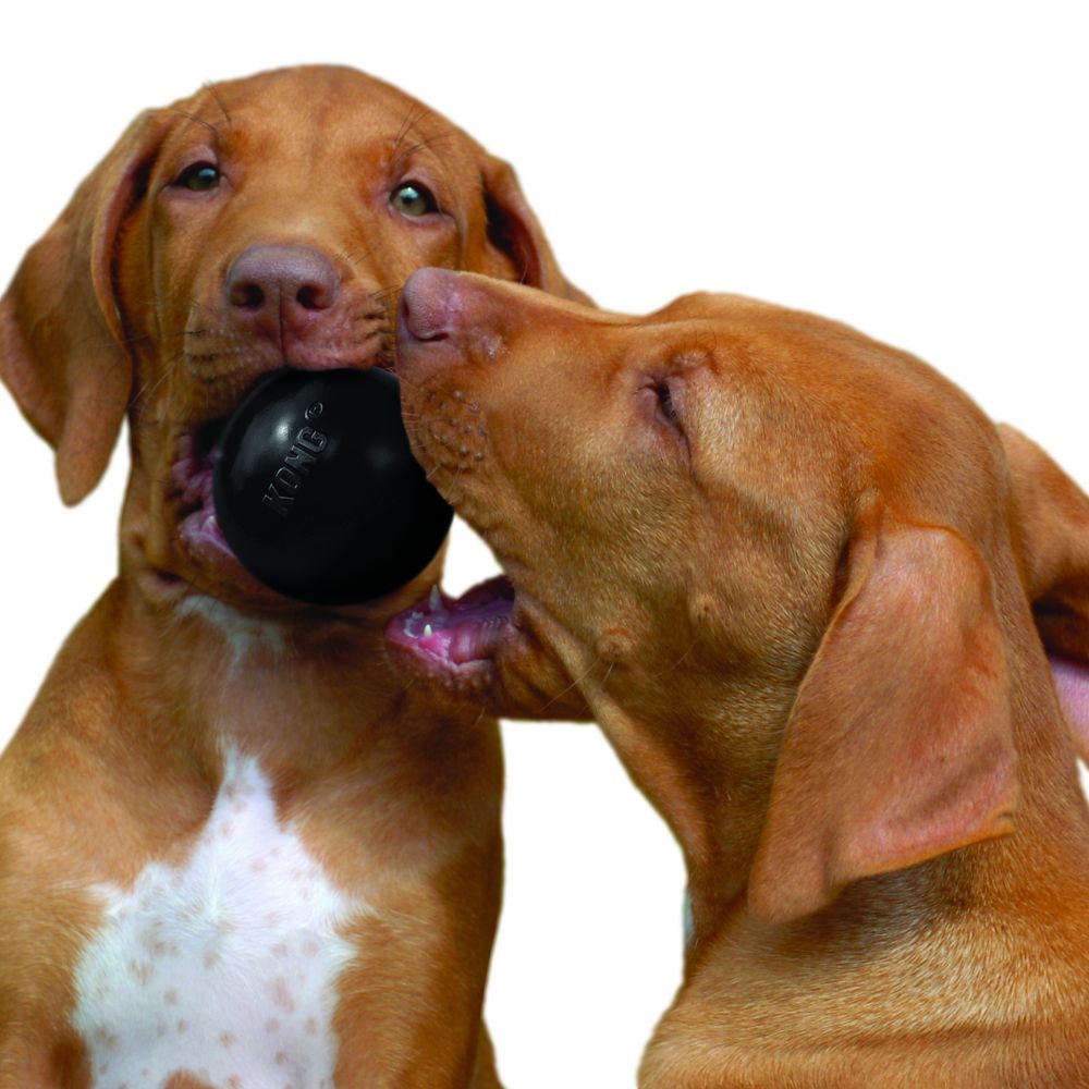 
                  
                    Kong Extreme Ball Dog Toy
                  
                