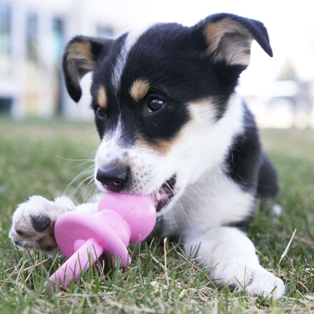 
                  
                    KONG Puppy Binkie Teething Dog Toy
                  
                