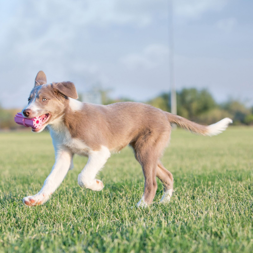 
                  
                    KONG Puppy Teething Stick Dog Toy
                  
                