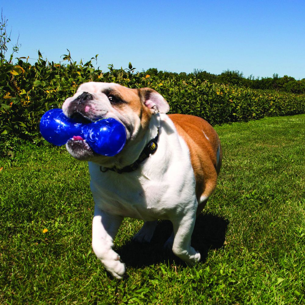 
                  
                    KONG Squeezz Dumbbell Dog Toy
                  
                