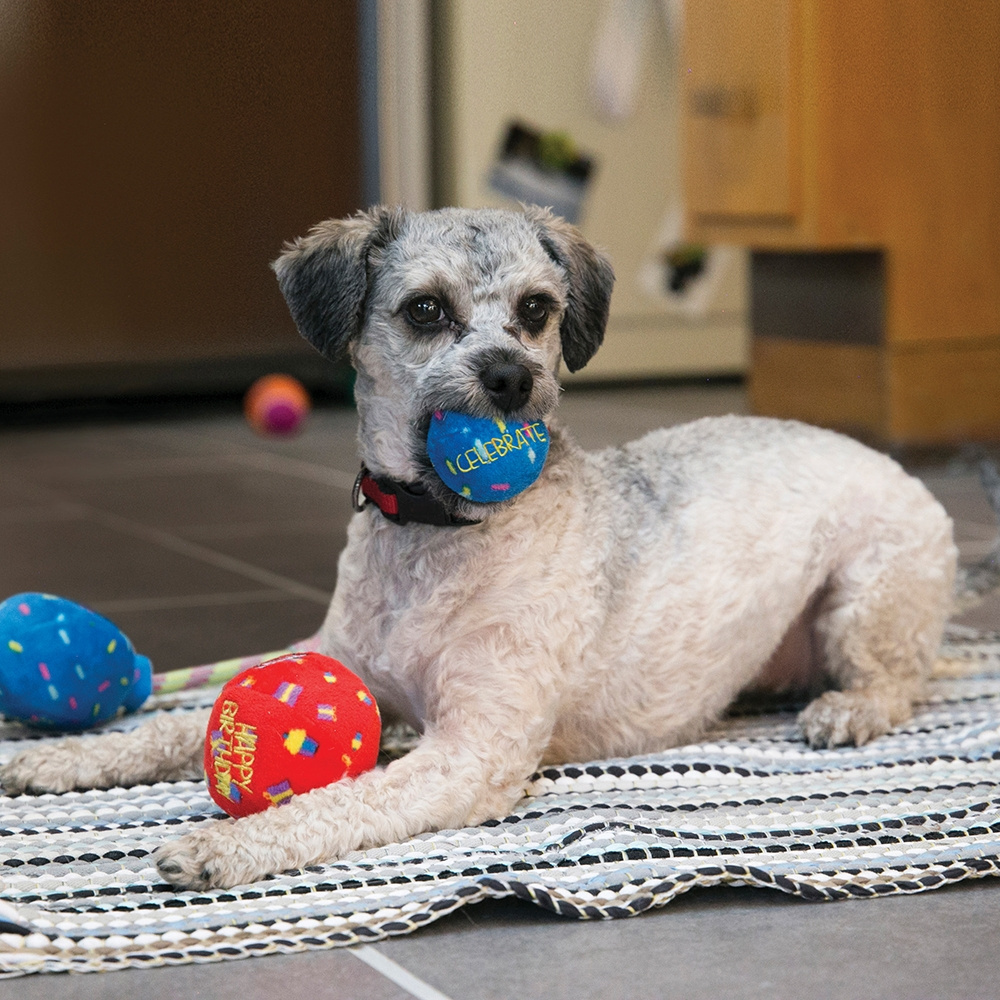 
                  
                    KONG Occasions Birthday Balls Dog Toy
                  
                