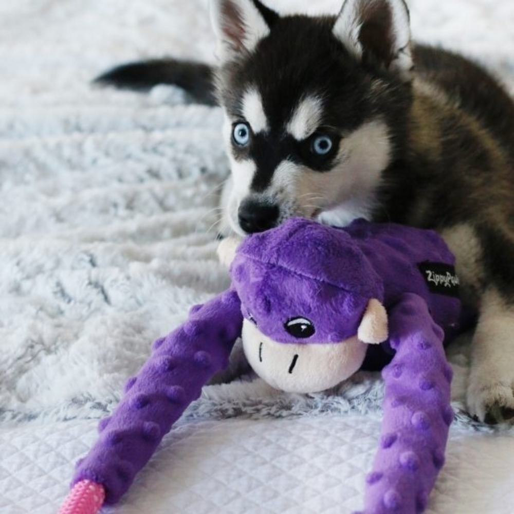 
                  
                    ZippyPaws Monkey RopeTugz Plush Dog Toy
                  
                