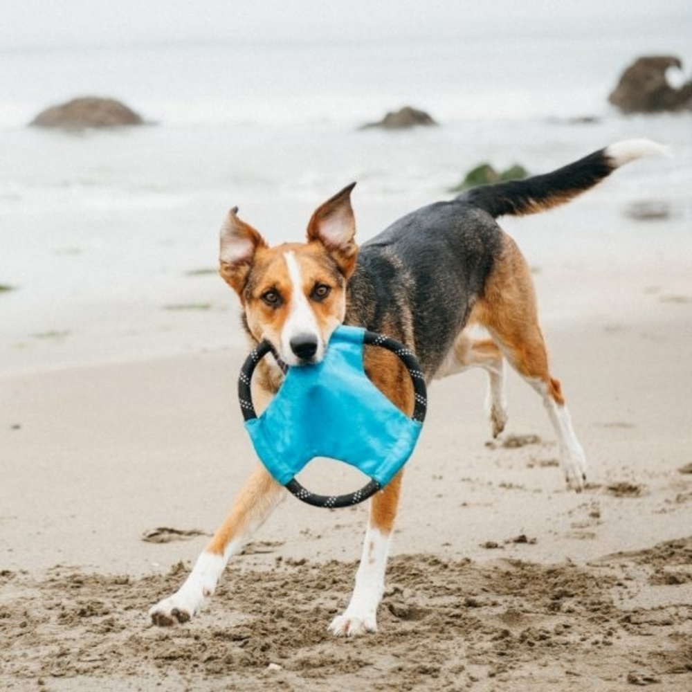 
                  
                    ZippyPaws Rope Gliderz Dog Toy
                  
                