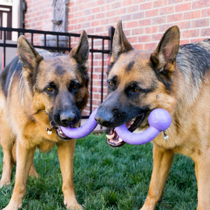 KONG Ogee Stick Assorted Dog Toy