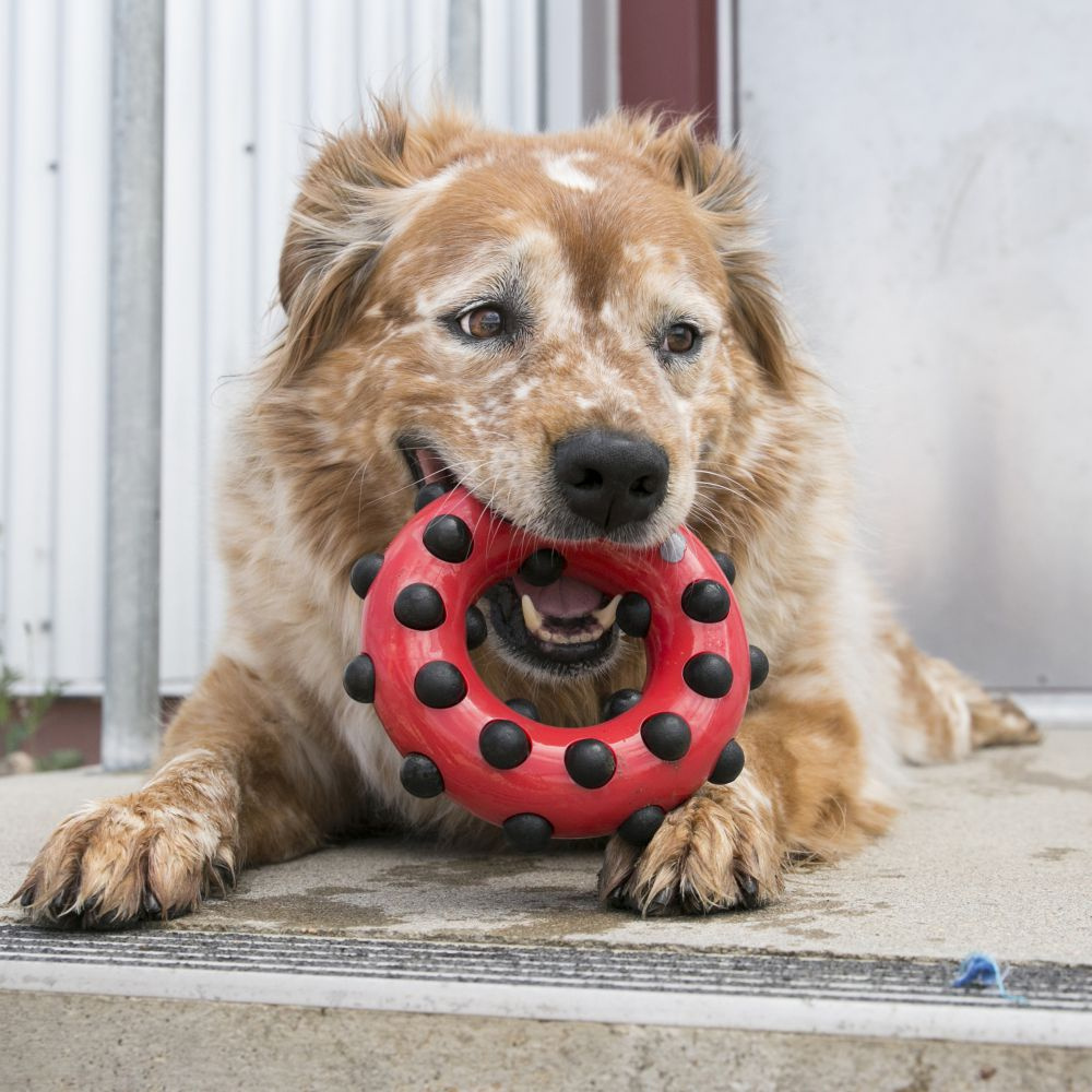 
                  
                    KONG Dotz Square Dog Toy
                  
                