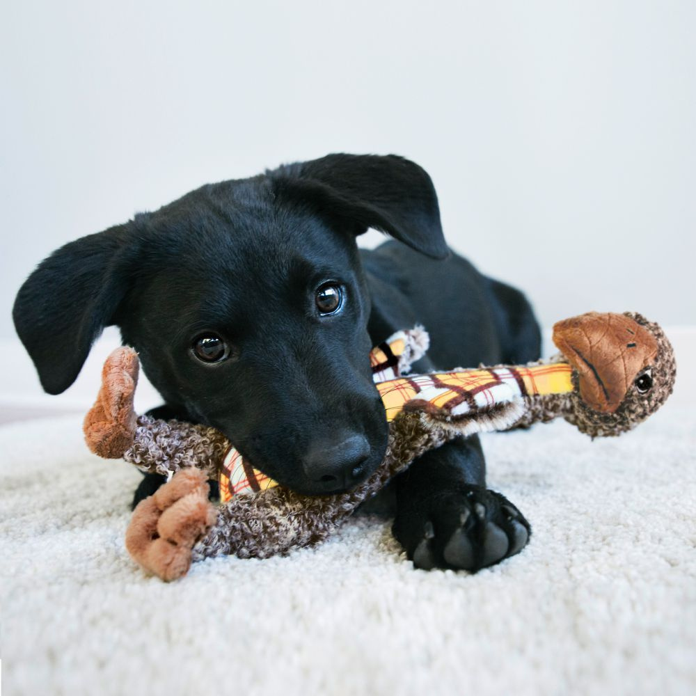 
                  
                    KONG Shakers Luvs Elephant  Dog Toy
                  
                