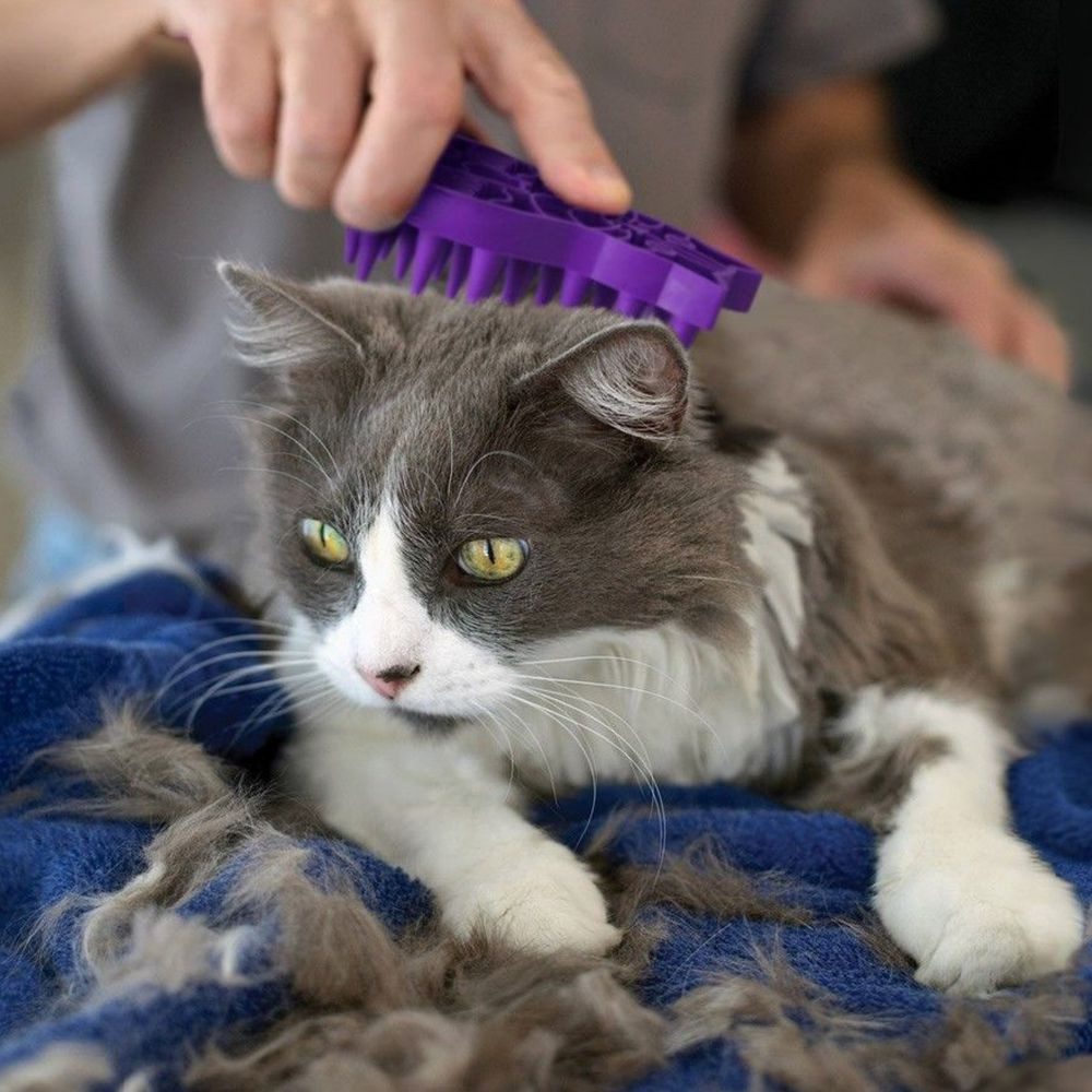 
                  
                    KONG Cat Zoom Groom
                  
                