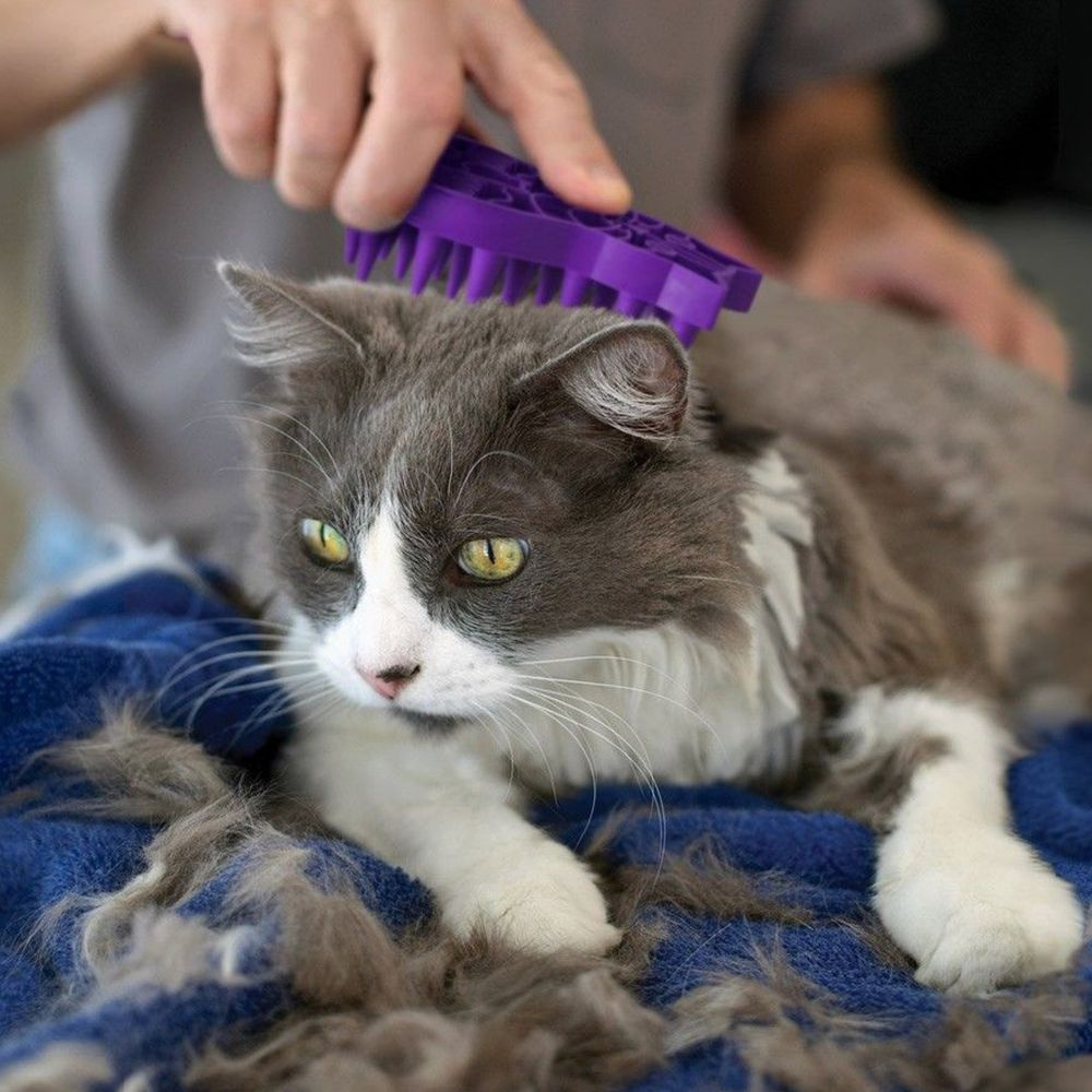 
                  
                    Kong Cat Zoom Groom
                  
                
