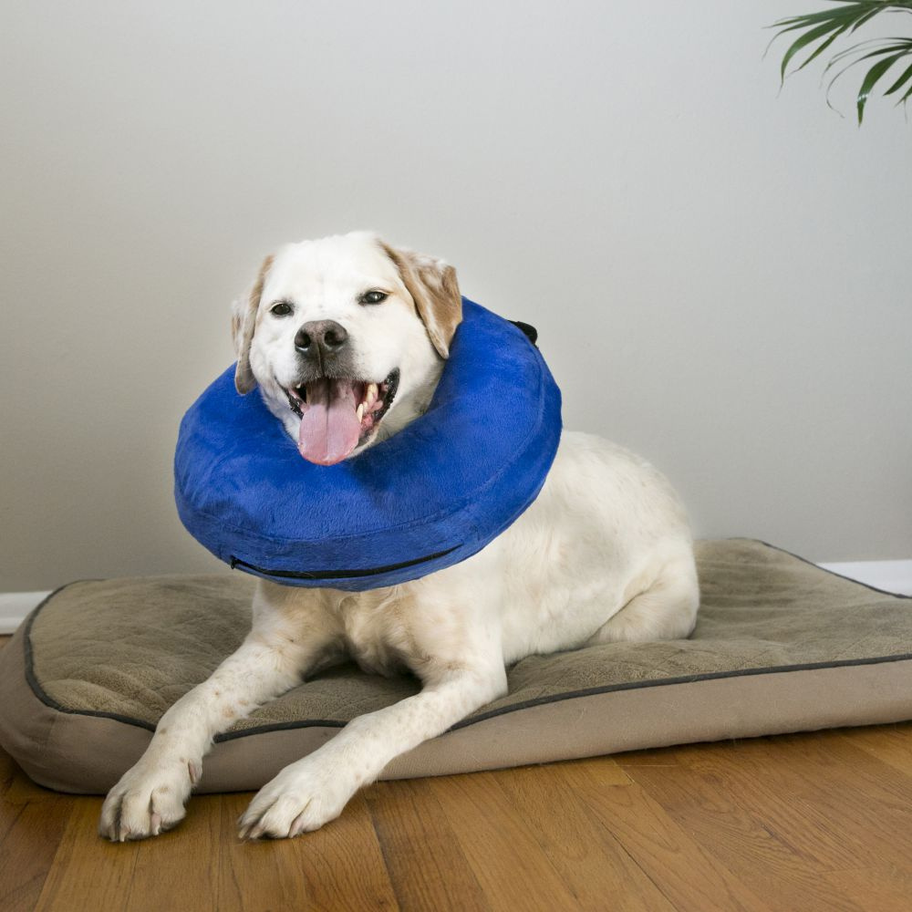 
                  
                    KONG Cloud Collar For Dogs
                  
                