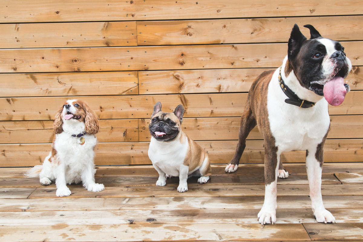 About Us – Wisconsin Humane Society