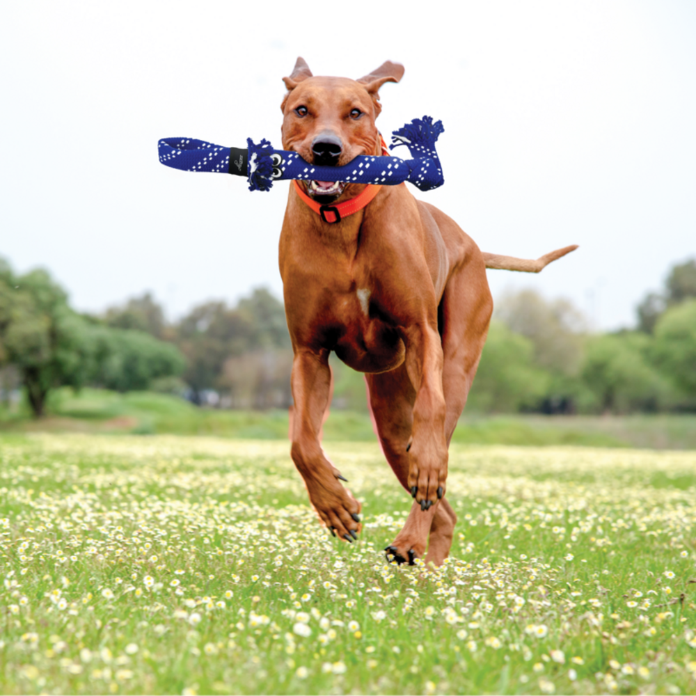 
                  
                    Kong Scrubz by ROGZ Assorted Dog Toy
                  
                