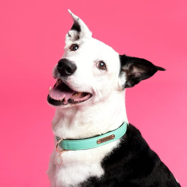 
                  
                    ZippyPaws Vivid Collection Teal Dog Collar
                  
                