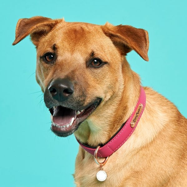
                  
                    ZippyPaws Vivid Collection Magenta Dog Collar
                  
                